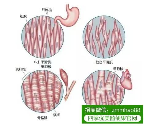 体重一样，为何你显胖？？？看完吓一跳